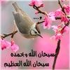 sarah4ahmed19