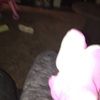 gabaa33