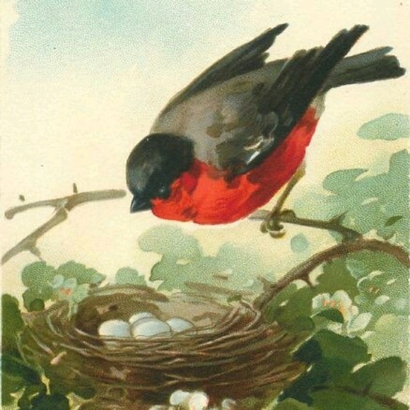 birdiwatcher