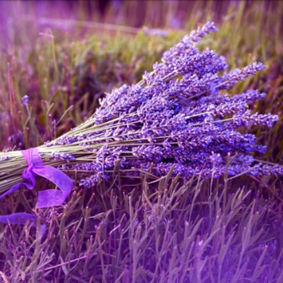 lavenderoutlook