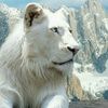 capricorn_baby