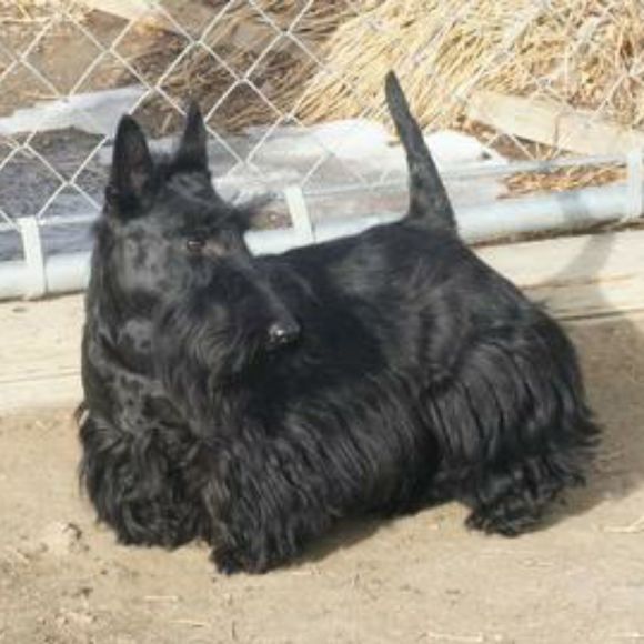 wulfus