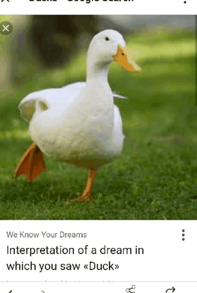 kongggg