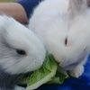 bunnyabby
