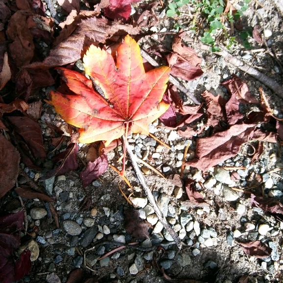 emilyautumn42