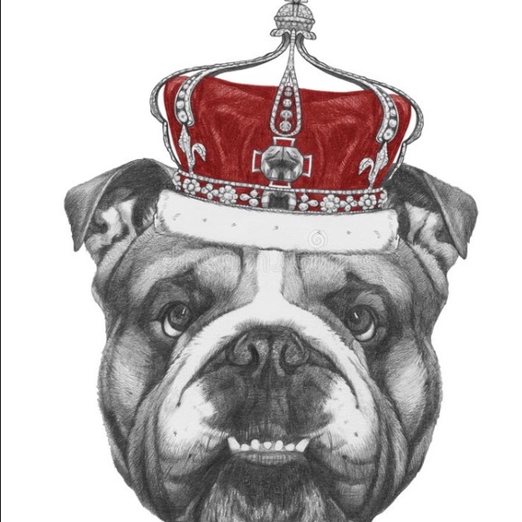 kingsbulldog