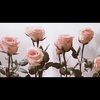 winterrose32