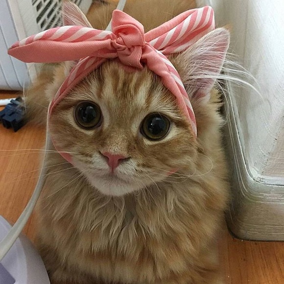 tiffanykitty