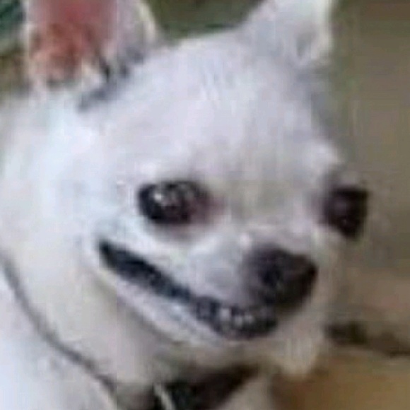 apopkey