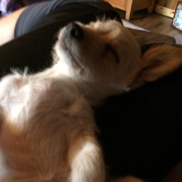 mealeyb