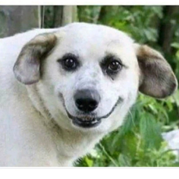 dolanspooder