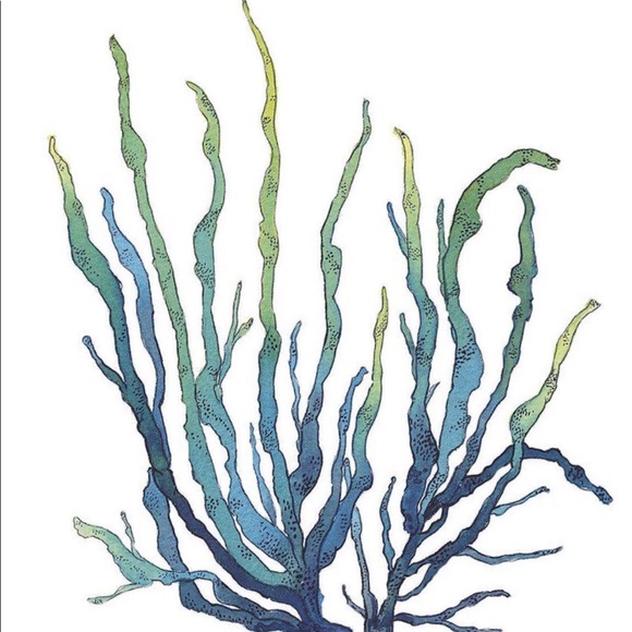 seaweedsstudio
