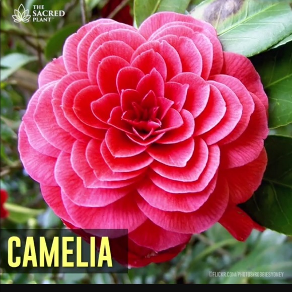 melia6