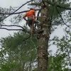 treeguy183