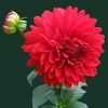 kellysingh10