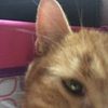 jillobcat