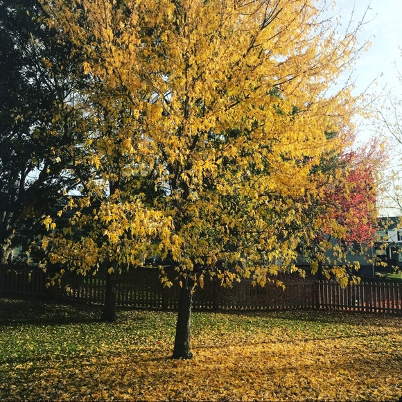 mango86