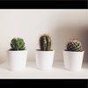 thriftycactus