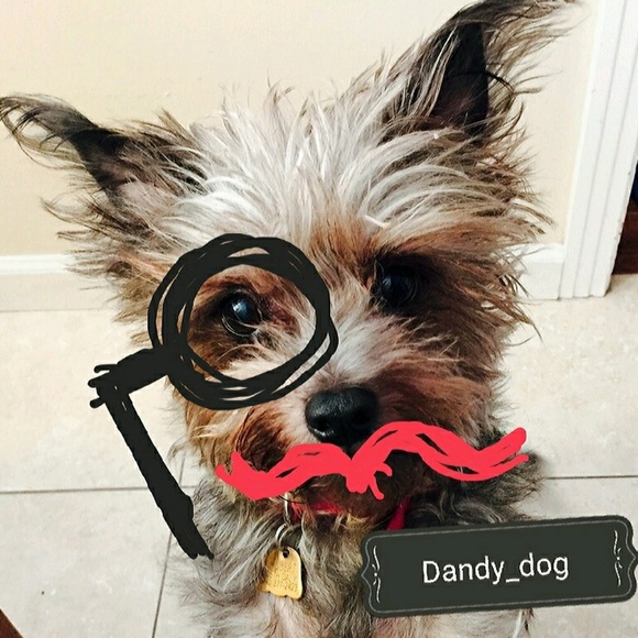 dandy_dog