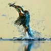 kingfisherbird
