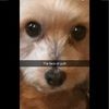 lizzyette