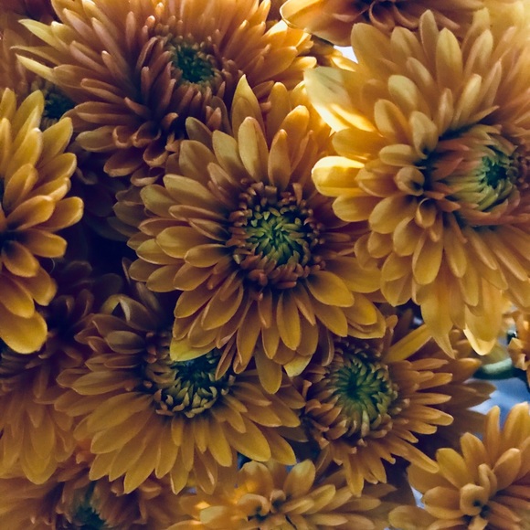 biancacircas