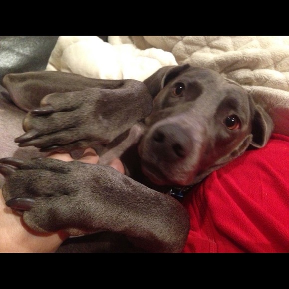 dogpatchsf
