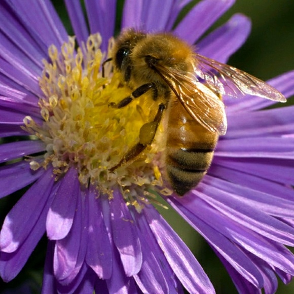 annbee5