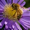 annbee5