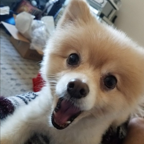discopom