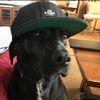 wulf44