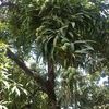 bissau