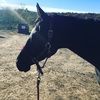 aqhahunter