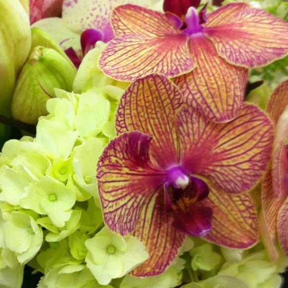 orchid08
