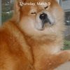 maxdog62