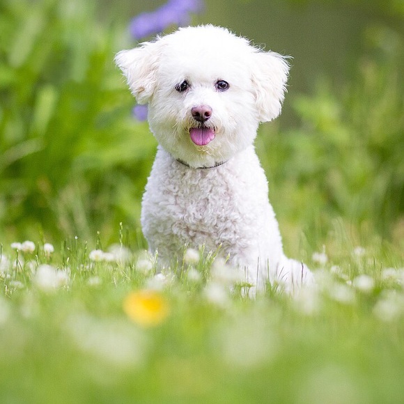 fwein