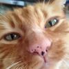 timbleton_